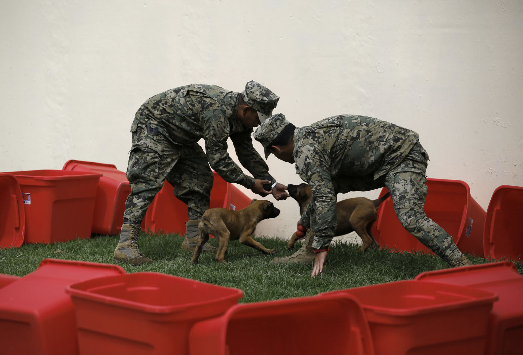 Mexico Quake Rescue Dog